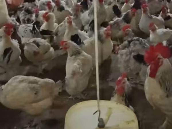 Chickens