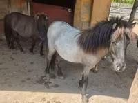 घोड़ी, Shetland Pony — फ़ोटो 2