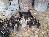 Ducks — photo 2