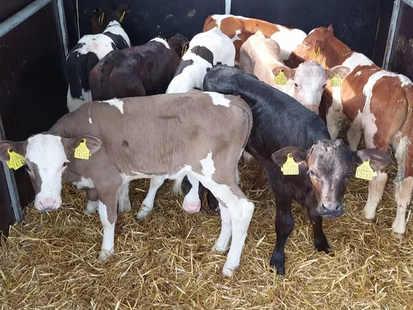 Bulle, Simmental cattle