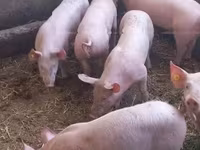 मादा सूअर — फ़ोटो 4