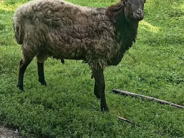 Ram, Sheep — Azerbaijan