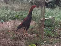 Chickens — 照片 3