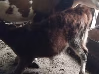 Vaca, Simmental cattle — foto 3