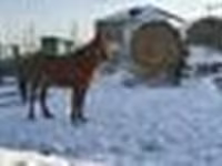 Égua, Kazakh horse — foto 4
