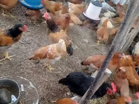Chickens — الصورة 8