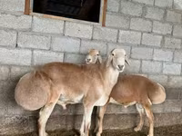 Qoç, Afghan Arabi sheep — foto 2