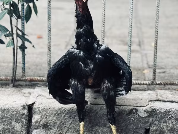 Guinea fowl — Azerbaijan