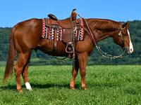 At, Quarter Horse — foto 3