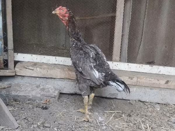Chickens — Azerbaijan
