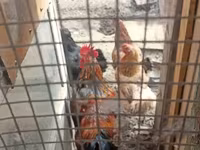 Chickens — zdjęcie 4