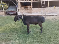 Qoç, Edilbay sheep — foto 3