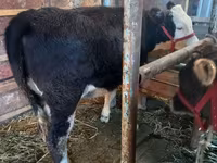 Cow, Russian Black pied cattle — photo 1
