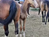 Hengst, Akhal-Teke — Foto 4