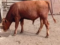 Toro, Ganado vacuno — foto 4