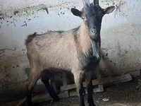 تيس, Oberhasli goats — الصورة 3