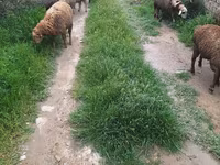 Qoyun, Qoyunlar — foto 8