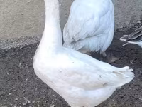 Geese — الصورة 1