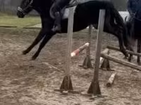 حصان, Hungarian horse breed — الصورة 2