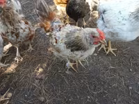 Chickens — foto 7