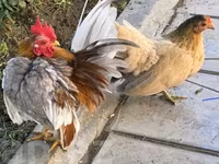 सेरामा — फ़ोटो 1