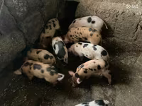 Eber, Schweine — Foto 8