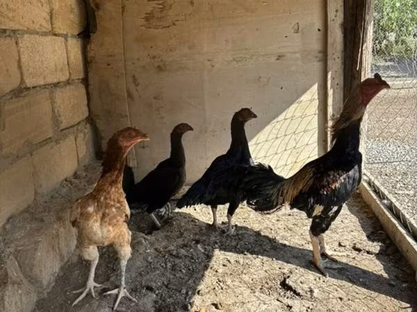 Chickens — Azərbaycan