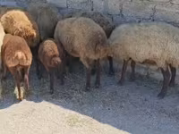 Sheep, Sheep — photo 3