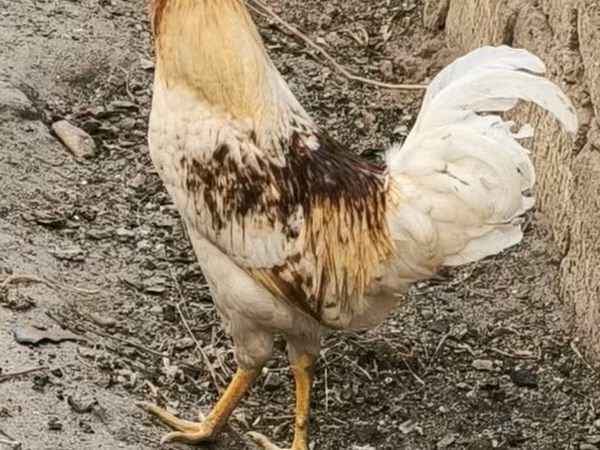 Chickens — Aserbaidschan