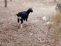 Cabras (lote, sexo não especificado), Cabras — foto 2