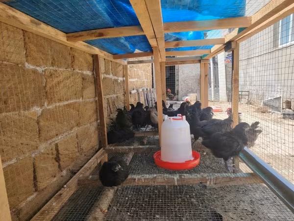 Tovuq üçün hazır mini toyuqxana və ləvazimatlar - Karkas: möhkəm