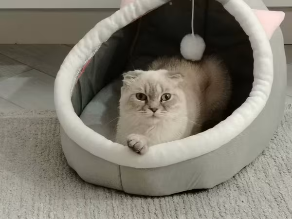Diwi wotlant cinsi piwikdir cutlewdirmeye cins erkey piwik axtarilir