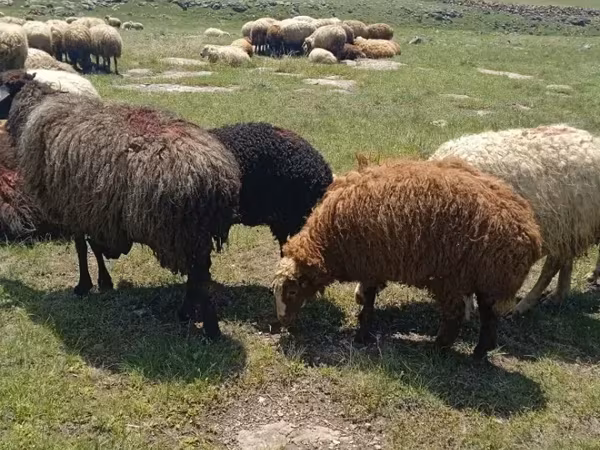 Баран, Бараны — Армения