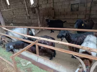 Cabra, Cabras — foto 4