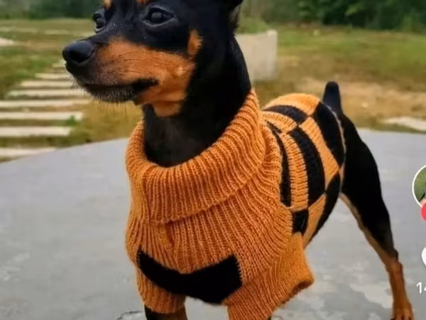 İt üçün isti trikotaj sviterlər - Model: kiçik cins itlər üçün