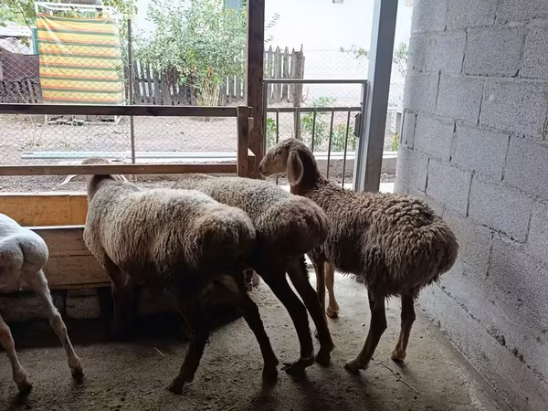 Ovce, Rhon sheep