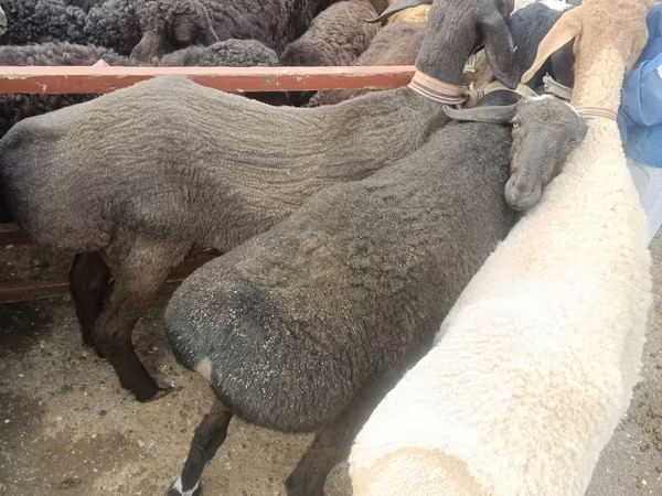 Ovce (šarže, pohlaví neuvedeno), Edilbay sheep