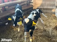 Toro, Russian Black pied cattle — foto 1