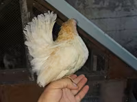 Chickens — الصورة 3