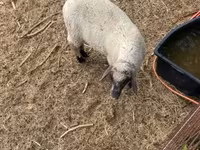Beran, Tsigai sheep — foto 4