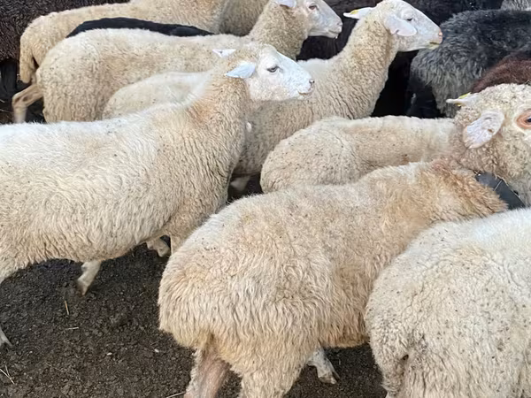 كبش, الأغنام