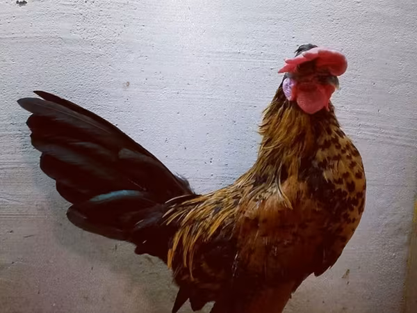 सेरामा