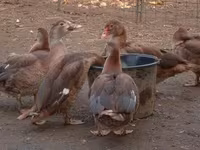 Ducks — foto 4
