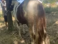 Cavalo, Indian half-bred — foto 3
