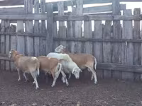 Qoç, Katum sheep — foto 2