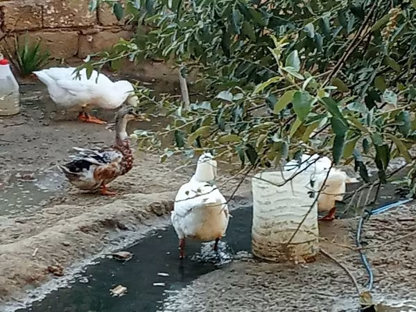 Ducks