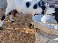 Dişi keçi, Saanen goat — foto 6