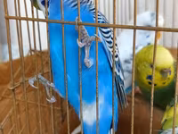 Məhsul: dalmatin və klassik rəng kombinasiyalarında nimfa/budgerigar — 照片 3