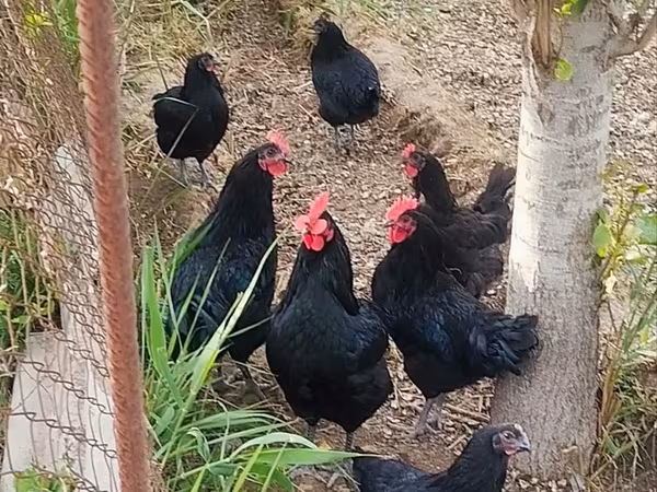 Australorp — Azerbaijan