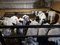 牛只（批次，未指定性别）, Russian Black pied cattle — 照片 2